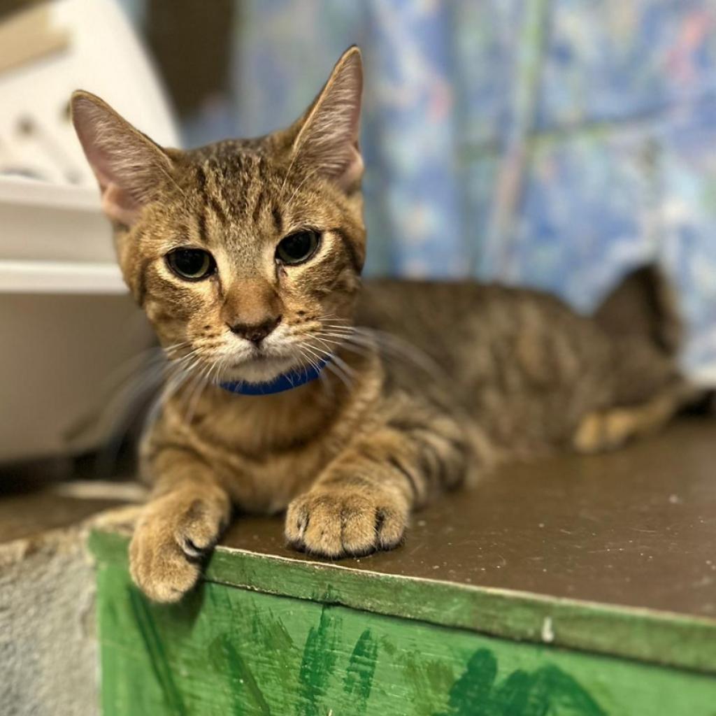 Biscotti, an adoptable Domestic Short Hair in Laredo, TX, 78045 | Photo Image 3