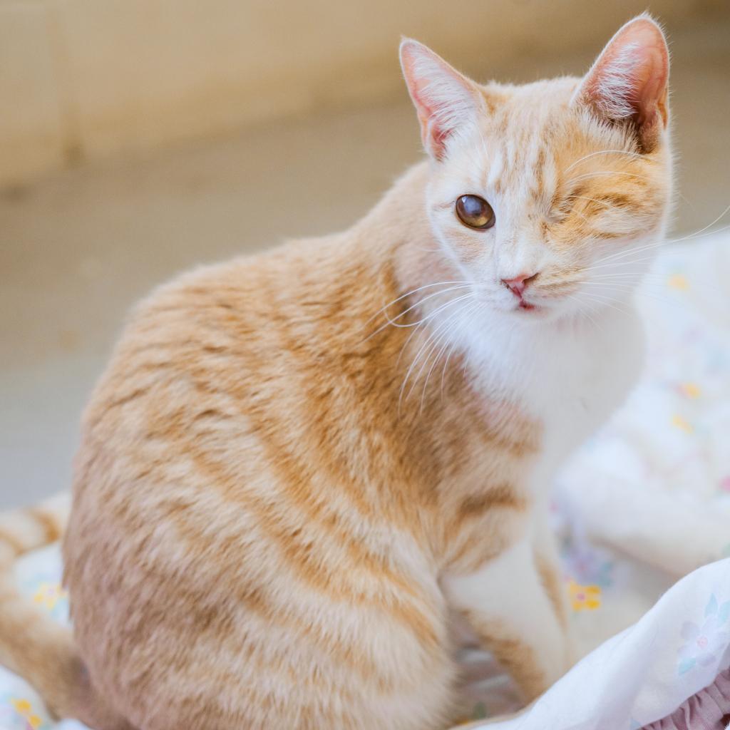 Debbie - Working Cat, an adoptable Domestic Short Hair in Laredo, TX, 78045 | Photo Image 3