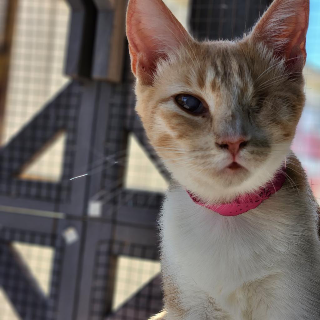 Debbie - Working Cat, an adoptable Domestic Short Hair in Laredo, TX, 78045 | Photo Image 4