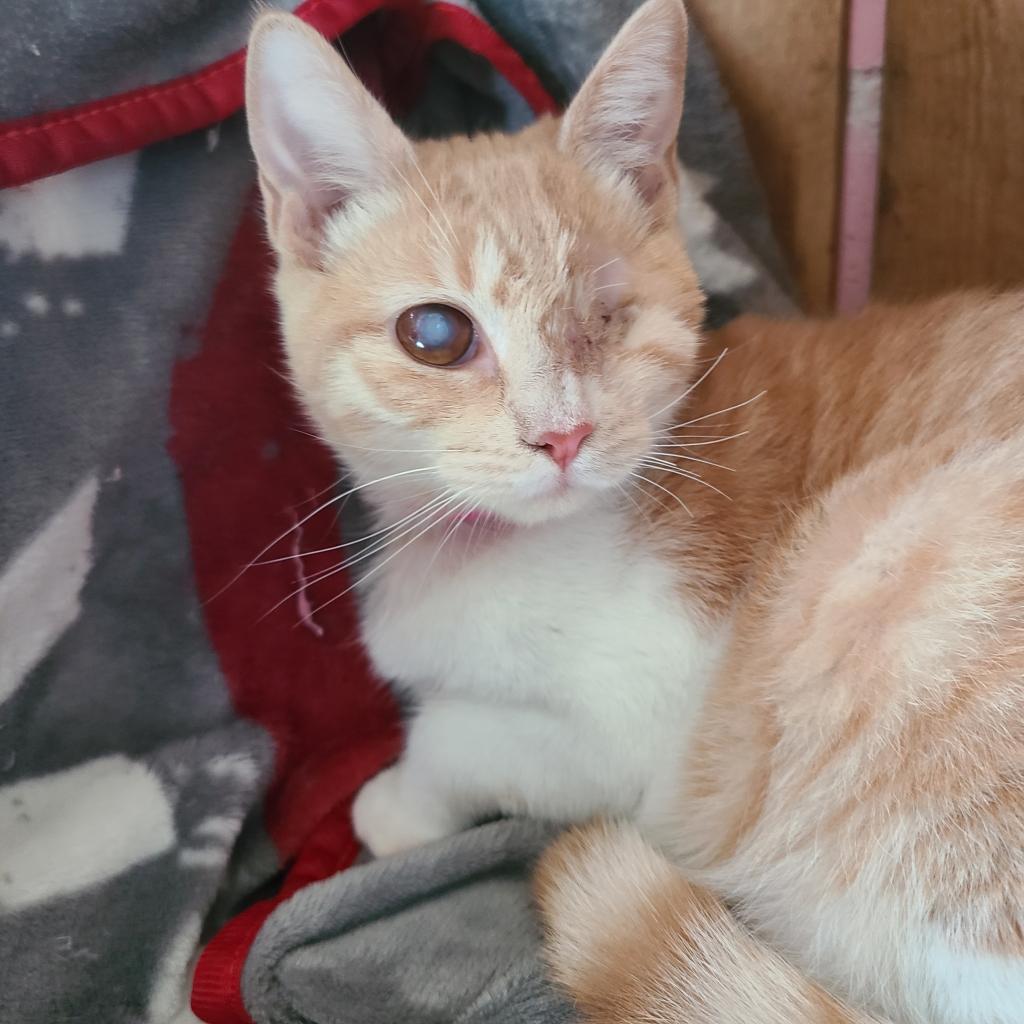 Debbie - Working Cat, an adoptable Domestic Short Hair in Laredo, TX, 78045 | Photo Image 5