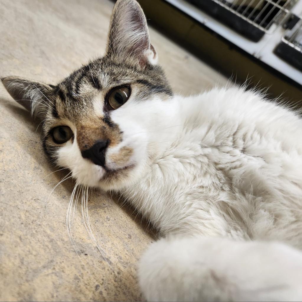 Bagel-Working Cat, an adoptable Domestic Short Hair in Laredo, TX, 78045 | Photo Image 2