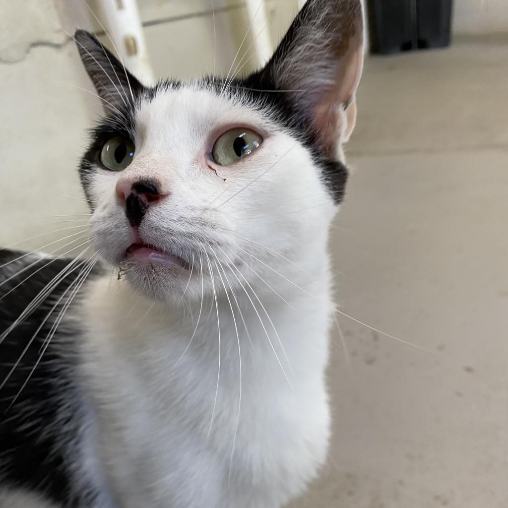 Gregory - Working Cat, an adoptable Domestic Short Hair in Laredo, TX, 78045 | Photo Image 2