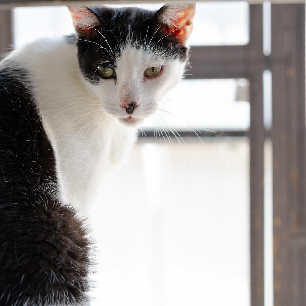 Gregory - Working Cat, an adoptable Domestic Short Hair in Laredo, TX, 78045 | Photo Image 3