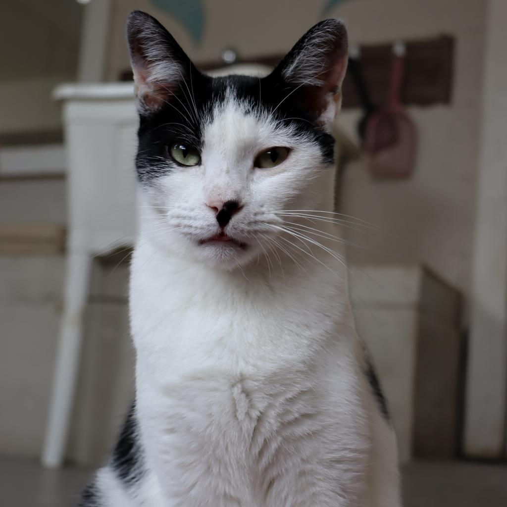 Gregory - Working Cat, an adoptable Domestic Short Hair in Laredo, TX, 78045 | Photo Image 4