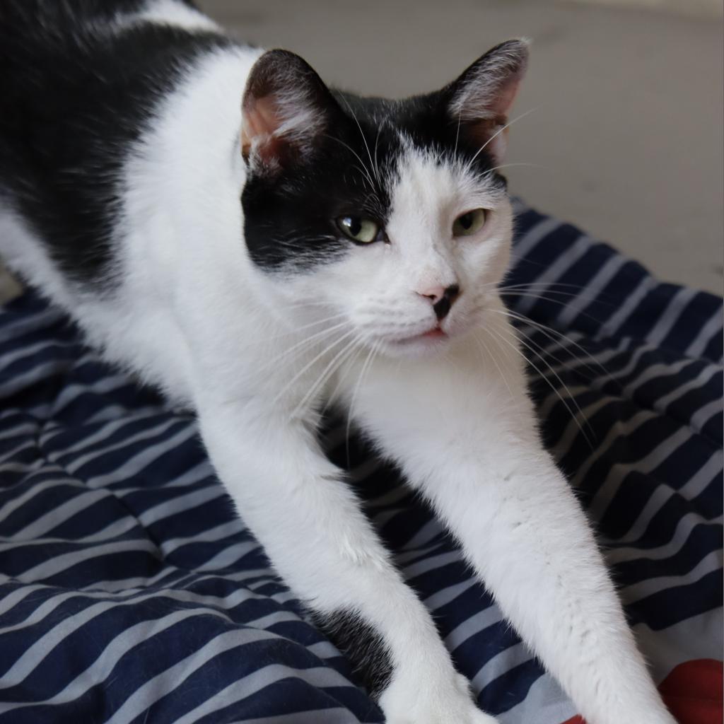 Gregory - Working Cat, an adoptable Domestic Short Hair in Laredo, TX, 78045 | Photo Image 5