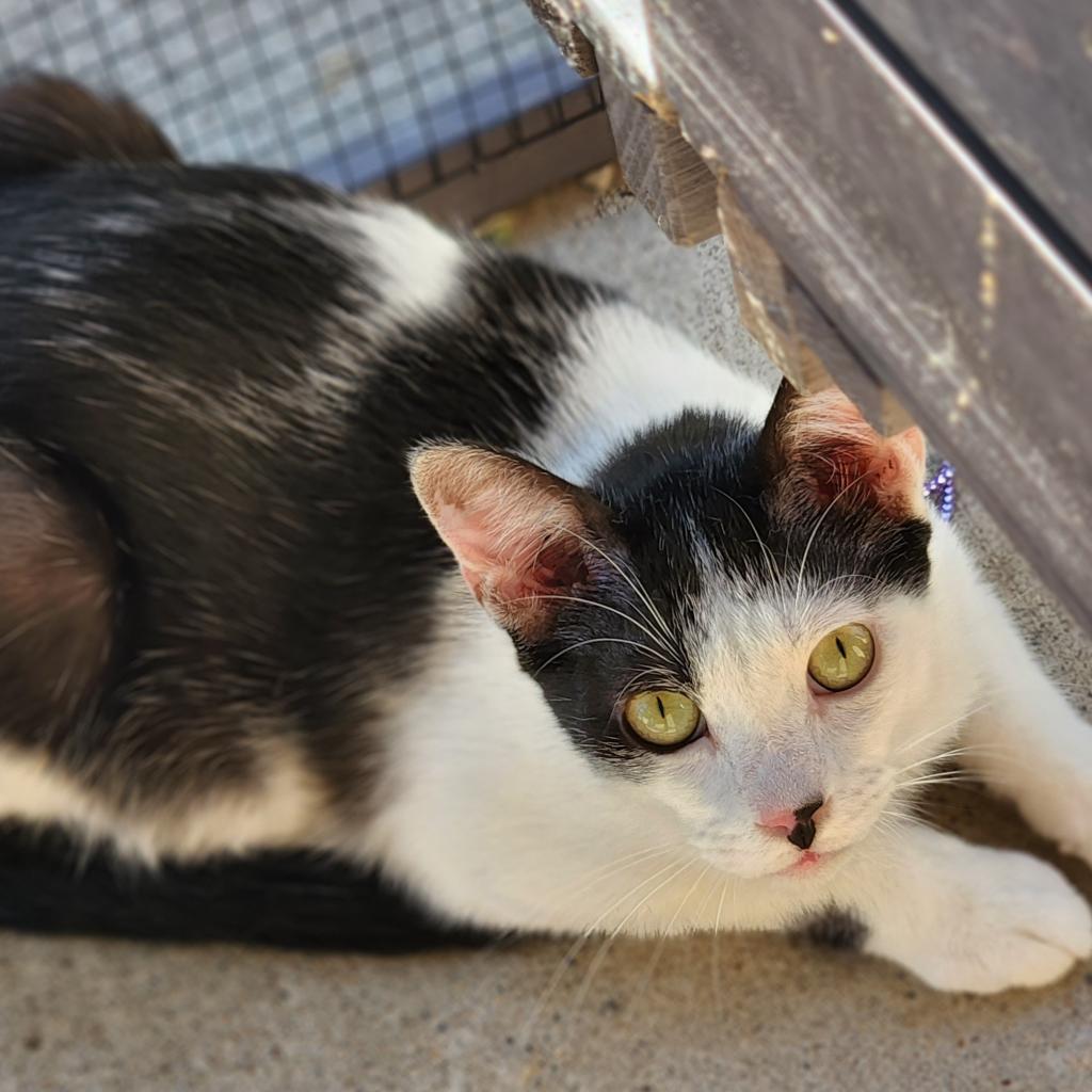 Gregory - Working Cat, an adoptable Domestic Short Hair in Laredo, TX, 78045 | Photo Image 6