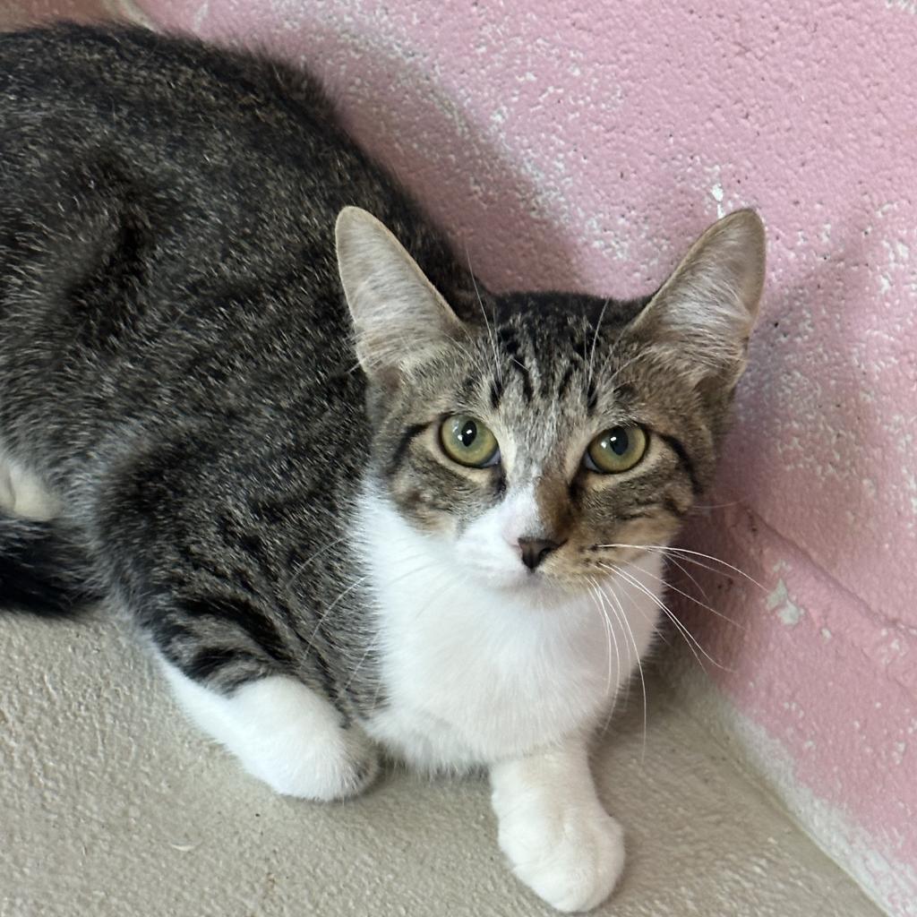 Ray- Working Cat, an adoptable Domestic Short Hair in Laredo, TX, 78045 | Photo Image 2