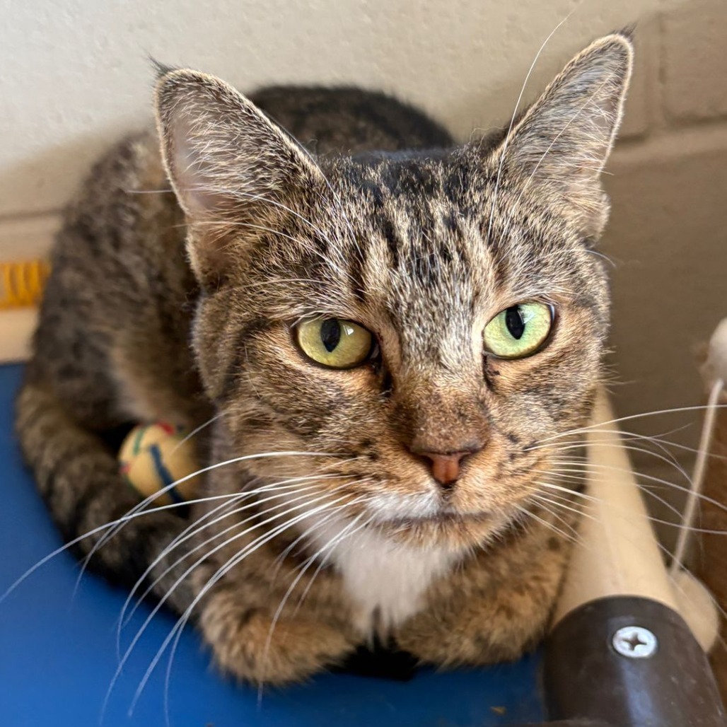 Grecia, an adoptable Domestic Short Hair in Laredo, TX, 78045 | Photo Image 1