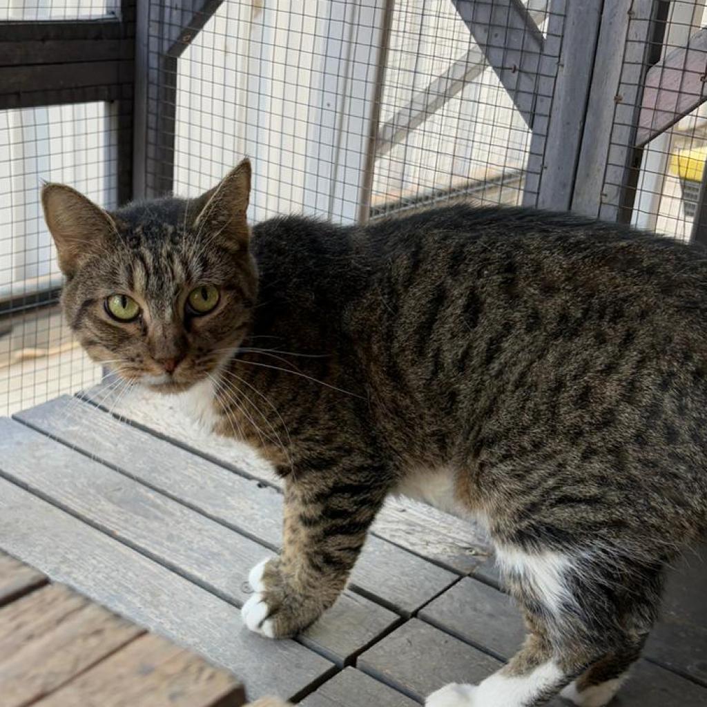 Grecia, an adoptable Domestic Short Hair in Laredo, TX, 78045 | Photo Image 2