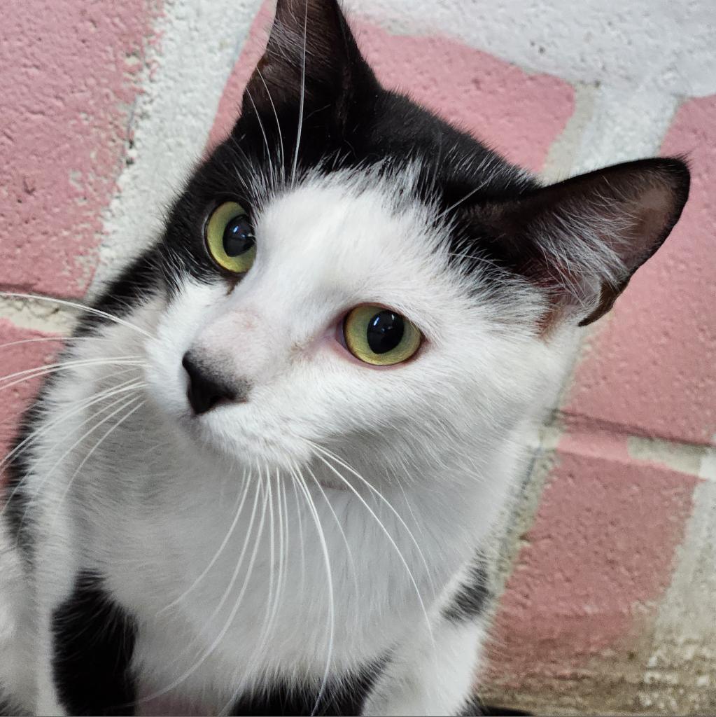 Dani, an adoptable Domestic Short Hair in Laredo, TX, 78045 | Photo Image 2