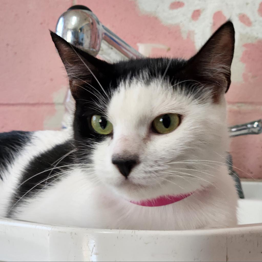 Dani, an adoptable Domestic Short Hair in Laredo, TX, 78045 | Photo Image 3