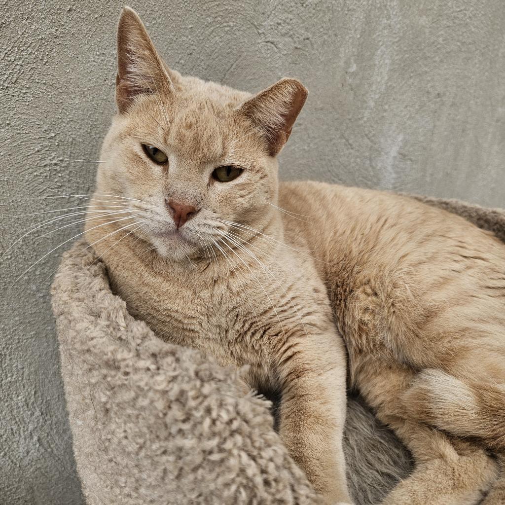 Blaze - Working Cat, an adoptable Domestic Short Hair in Laredo, TX, 78045 | Photo Image 1