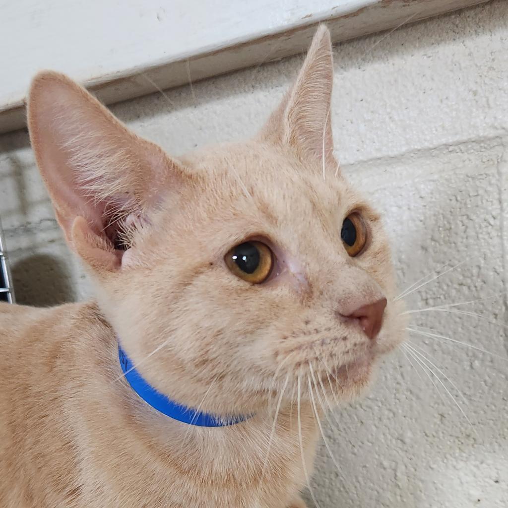 Blaze - Working Cat, an adoptable Domestic Short Hair in Laredo, TX, 78045 | Photo Image 2