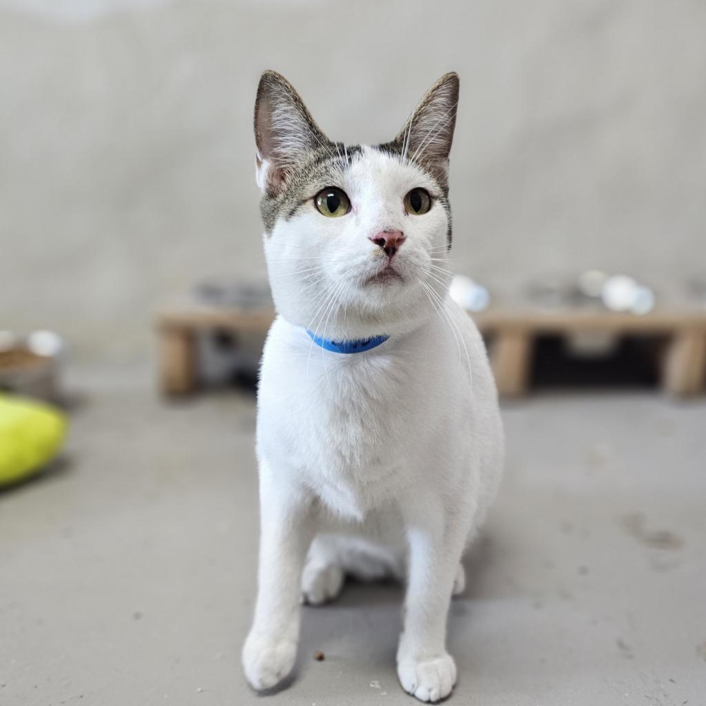 Rubix, an adoptable Domestic Short Hair in Laredo, TX, 78045 | Photo Image 1