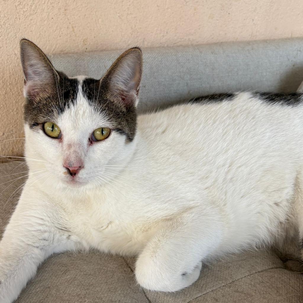 Rubix, an adoptable Domestic Short Hair in Laredo, TX, 78045 | Photo Image 2