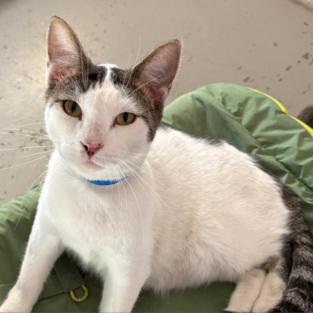 Rubix, an adoptable Domestic Short Hair in Laredo, TX, 78045 | Photo Image 3