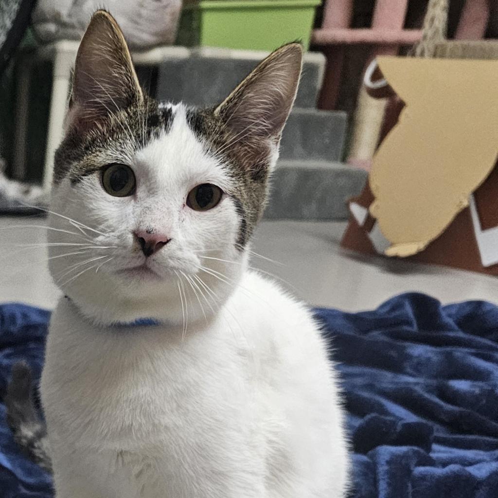 Rubix, an adoptable Domestic Short Hair in Laredo, TX, 78045 | Photo Image 4