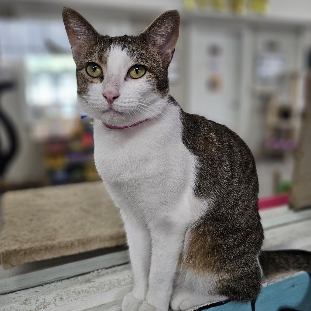 Lucrezia, an adoptable Domestic Short Hair in Laredo, TX, 78045 | Photo Image 1