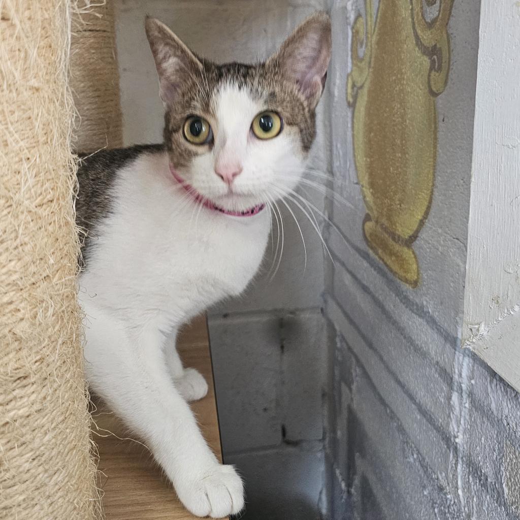 Lucrezia, an adoptable Domestic Short Hair in Laredo, TX, 78045 | Photo Image 3