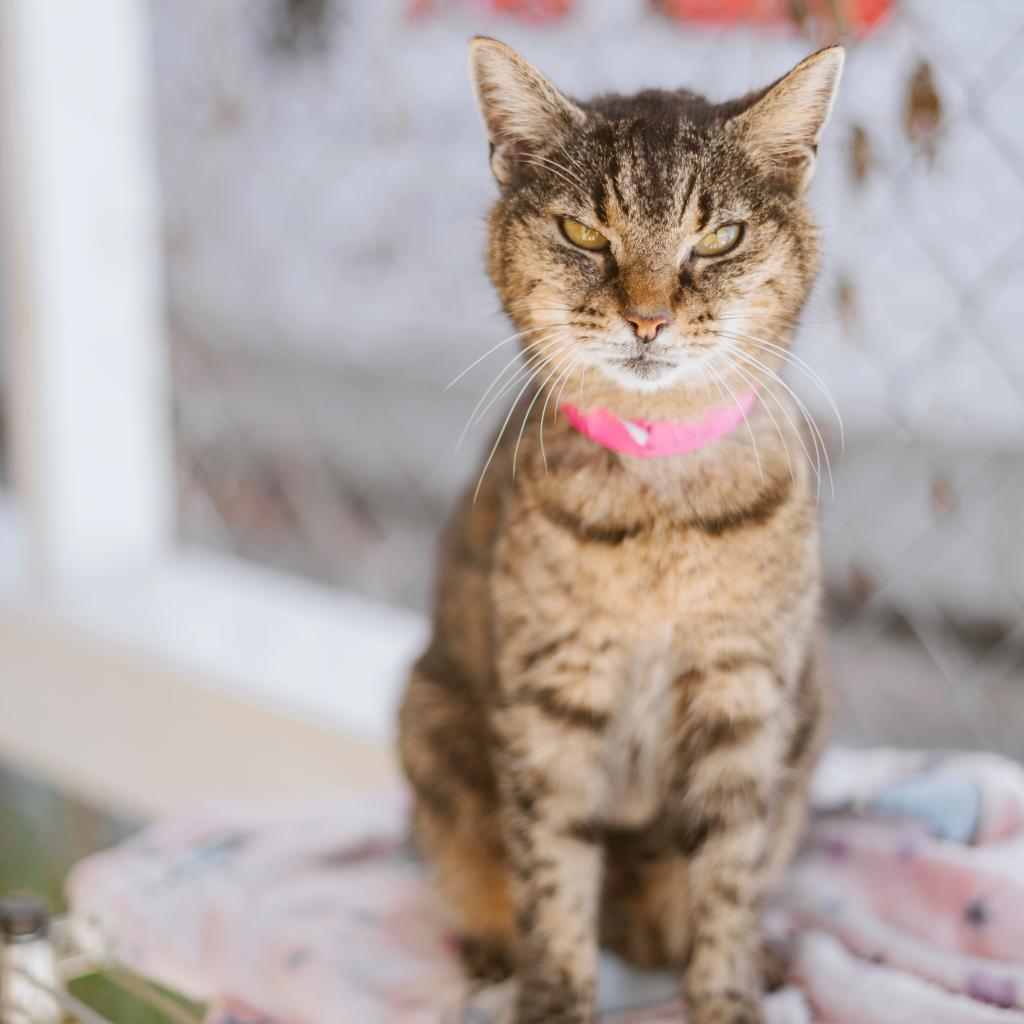 Lisa, an adoptable Domestic Short Hair in Laredo, TX, 78045 | Photo Image 2