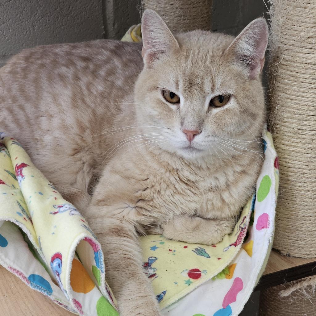 Nalu - Working Cat, an adoptable Domestic Short Hair in Laredo, TX, 78045 | Photo Image 1