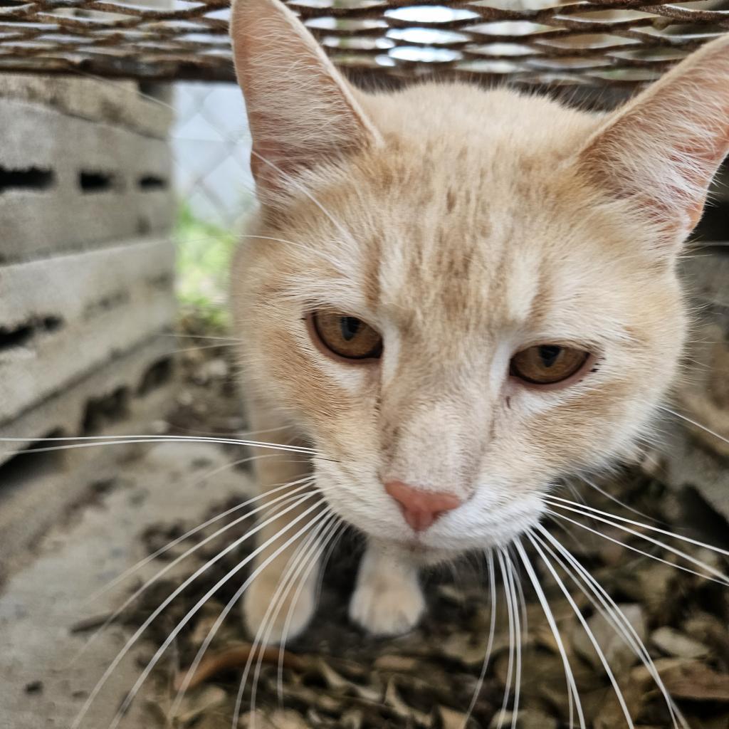 Nalu - Working Cat, an adoptable Domestic Short Hair in Laredo, TX, 78045 | Photo Image 2