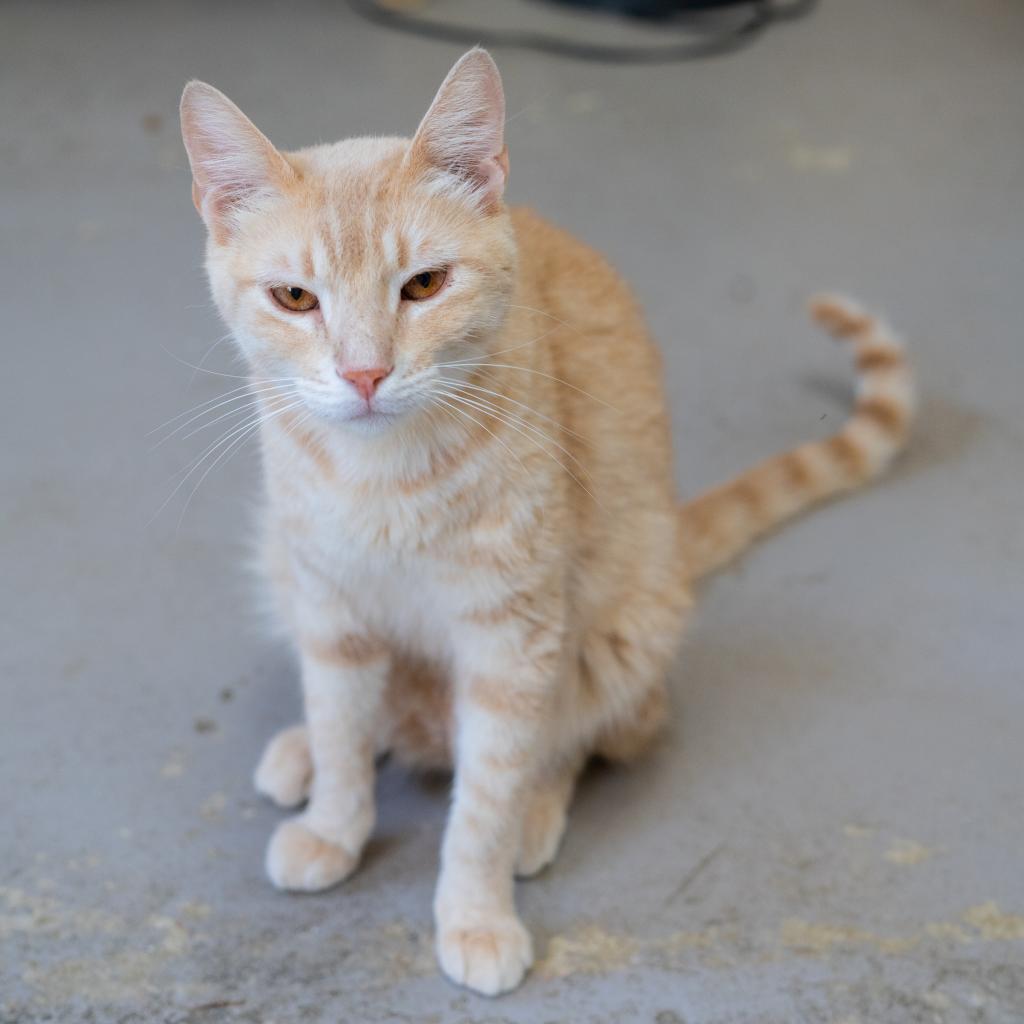 Nalu - Working Cat, an adoptable Domestic Short Hair in Laredo, TX, 78045 | Photo Image 3