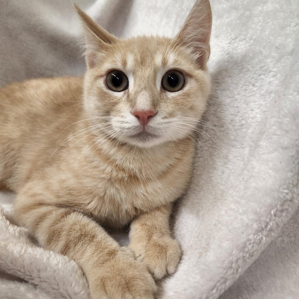 Nalu - Working Cat, an adoptable Domestic Short Hair in Laredo, TX, 78045 | Photo Image 4