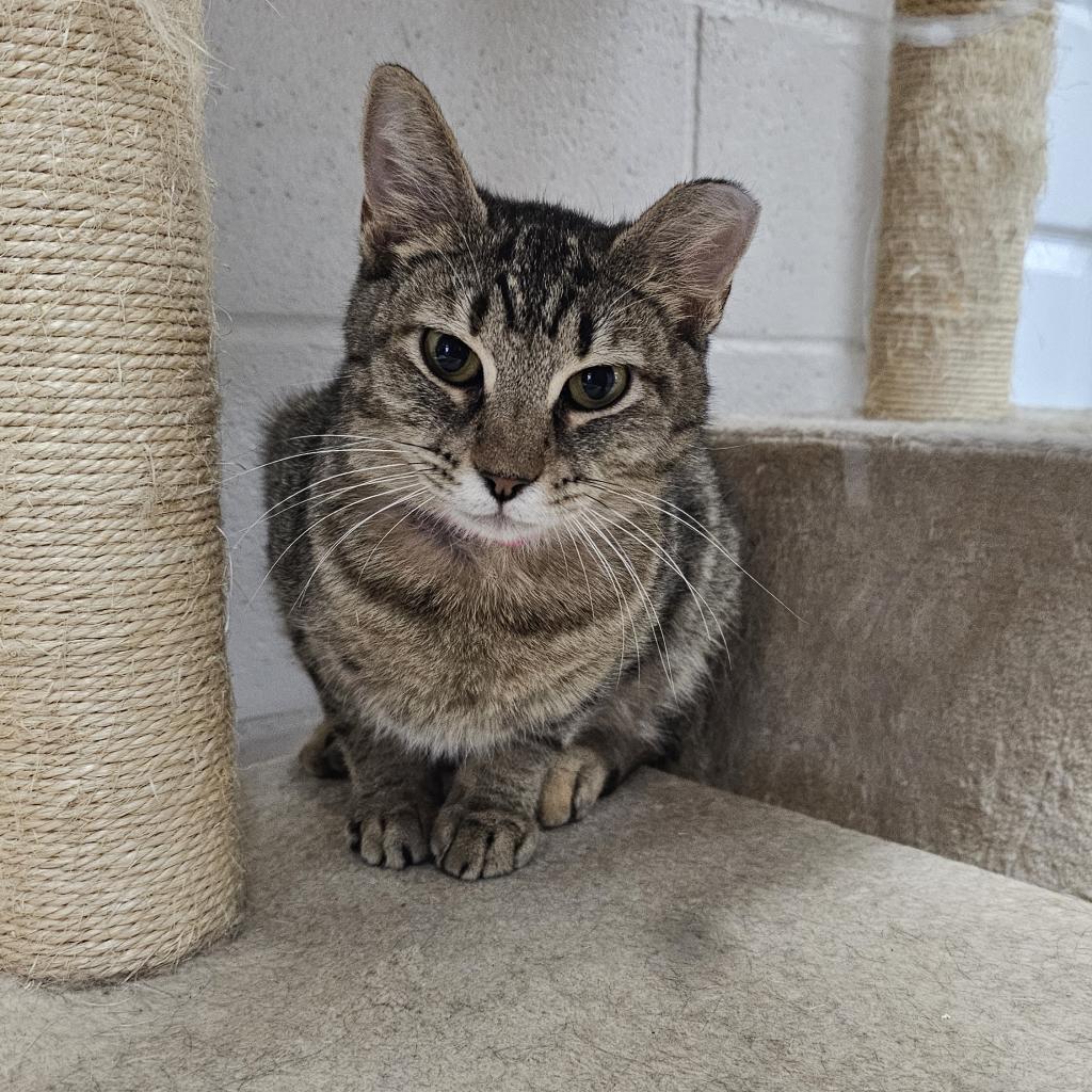 Tofu- Working Cat, an adoptable Domestic Short Hair in Laredo, TX, 78045 | Photo Image 2