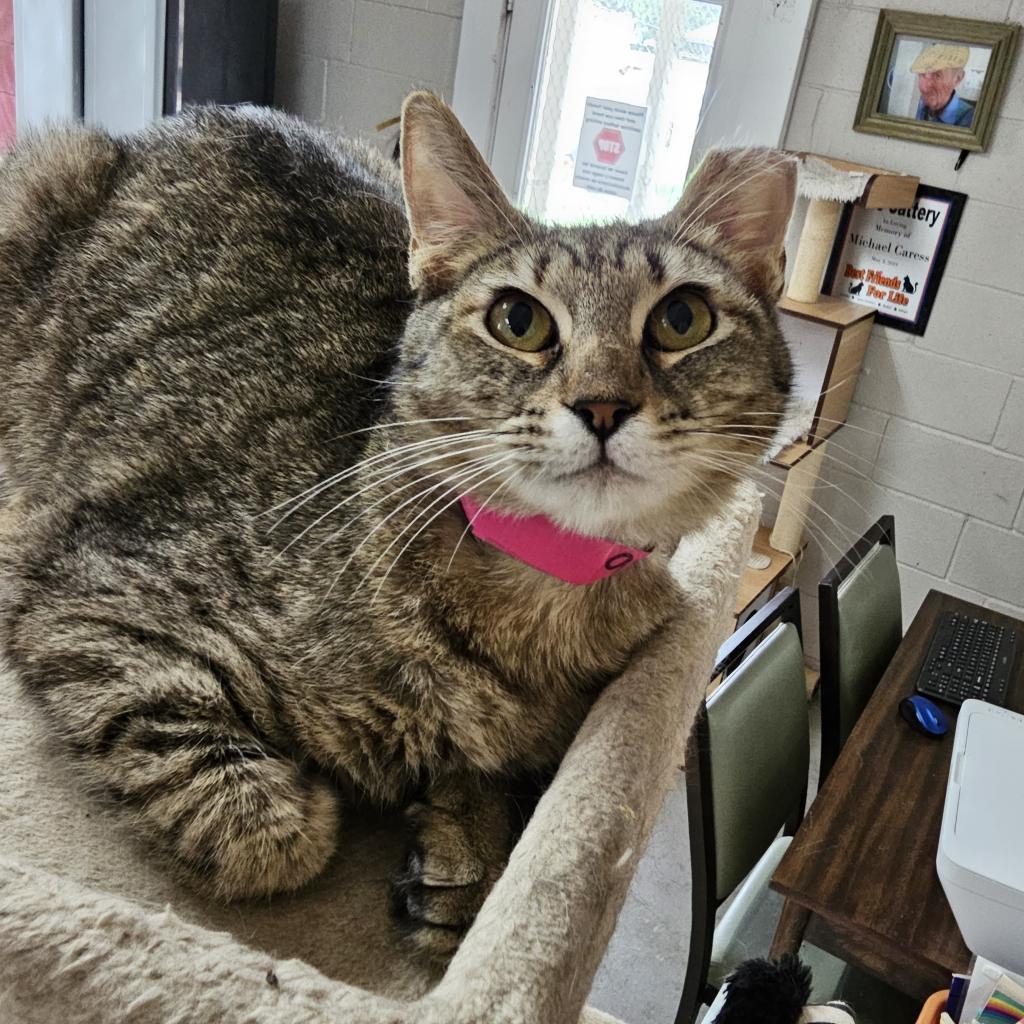 Tofu- Working Cat, an adoptable Domestic Short Hair in Laredo, TX, 78045 | Photo Image 3