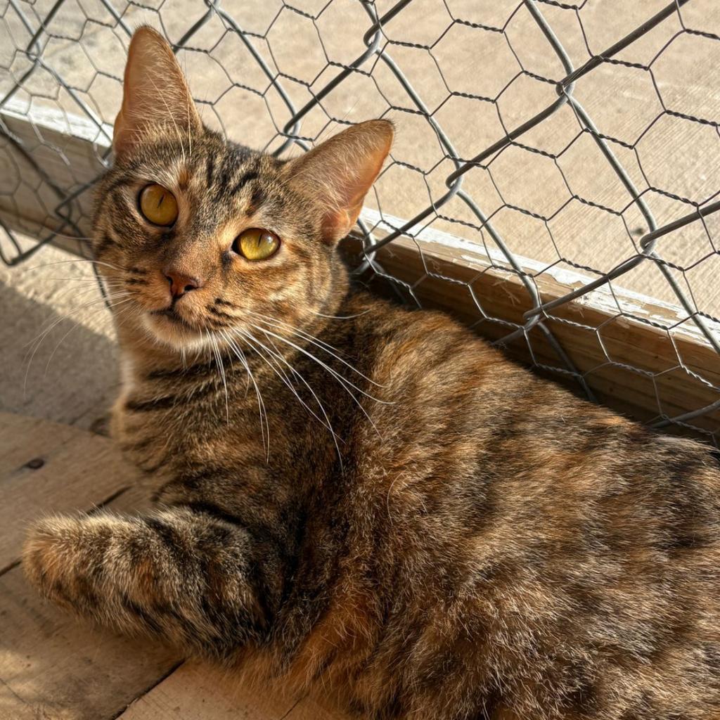 Cranberry- Working Cat, an adoptable Domestic Short Hair in Laredo, TX, 78045 | Photo Image 1