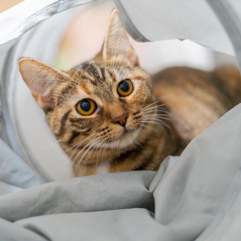 Cranberry- Working Cat, an adoptable Domestic Short Hair in Laredo, TX, 78045 | Photo Image 2