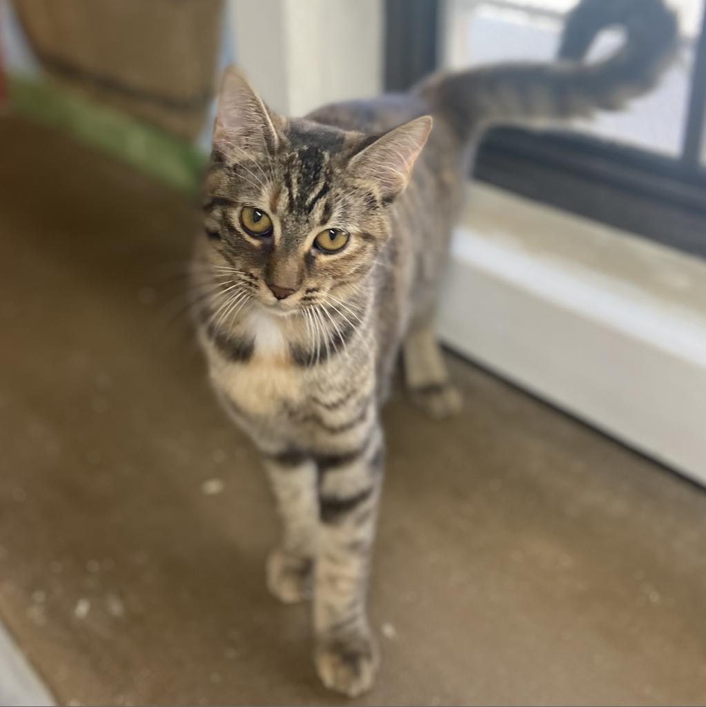 Cranberry- Working Cat, an adoptable Domestic Short Hair in Laredo, TX, 78045 | Photo Image 3