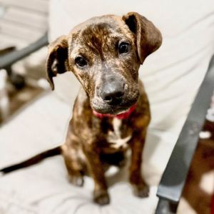 Delilah, Baby Female Plott Hound