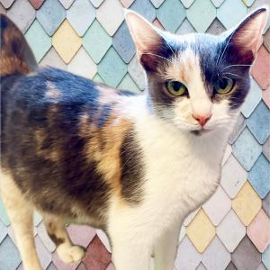 Mama Pinot, Adult Female Domestic Short Hair