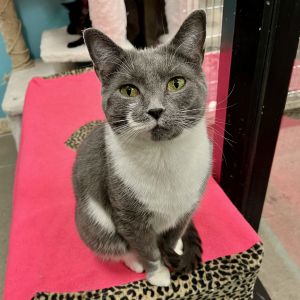 Siena was found abandoned near an elementary school where the kids had tried to befriend the stray k