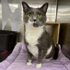 Siena was found abandoned near an elementary school where the kids had tried to befriend the stray k