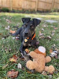 Little Lola, an adoptable Boxer, Feist in Fairfax, VA, 22030 | Photo Image 1