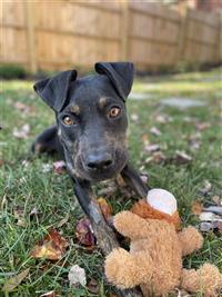 Little Lola, an adoptable Boxer, Feist in Fairfax, VA, 22030 | Photo Image 2