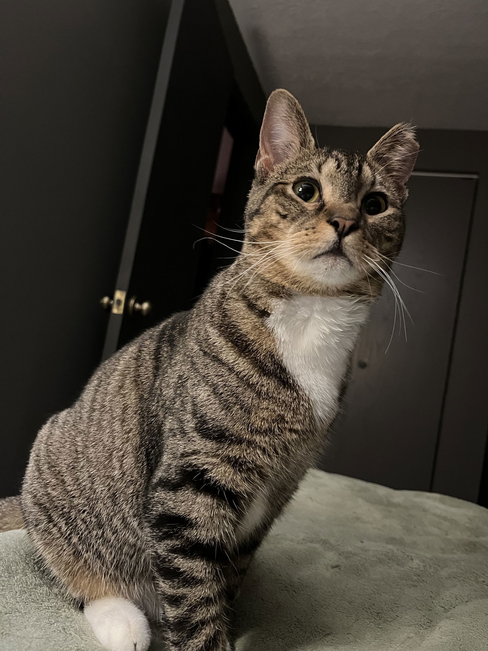 Wiggles