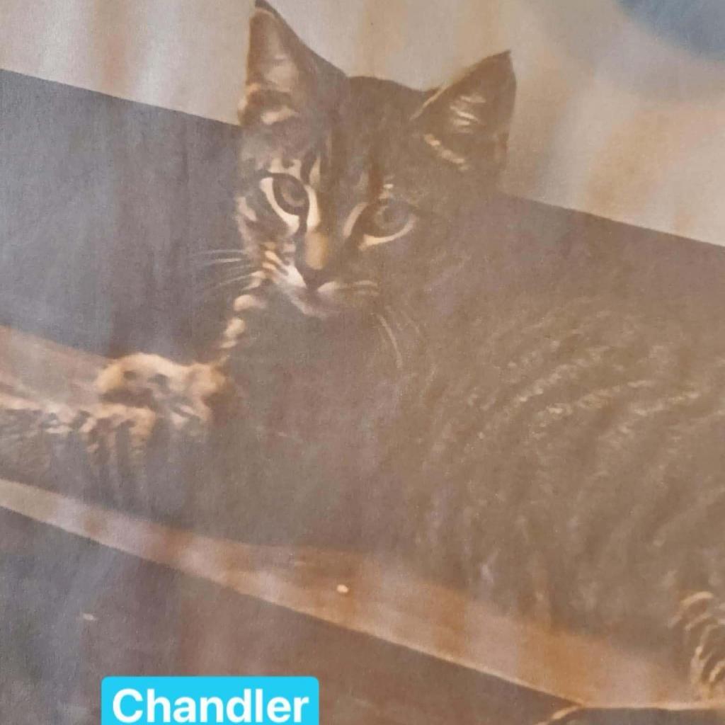 Chandler, an adoptable Domestic Short Hair in Union, MO, 63084 | Photo Image 1