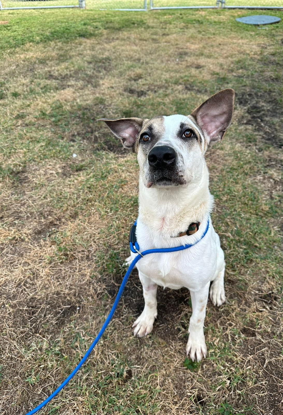 Benji, an adoptable Mixed Breed in Key Largo, FL, 33037 | Photo Image 1