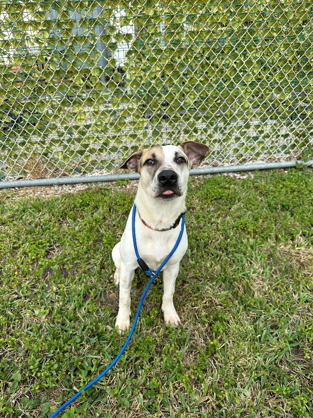 Benji, an adoptable Mixed Breed in Key Largo, FL, 33037 | Photo Image 2