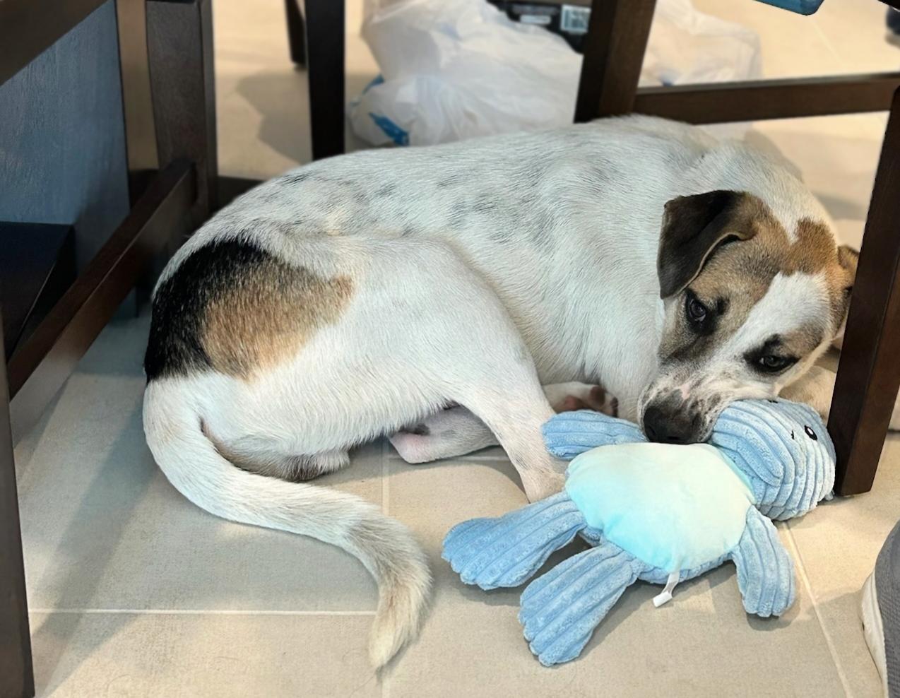 Benji, an adoptable Mixed Breed in Key Largo, FL, 33037 | Photo Image 3