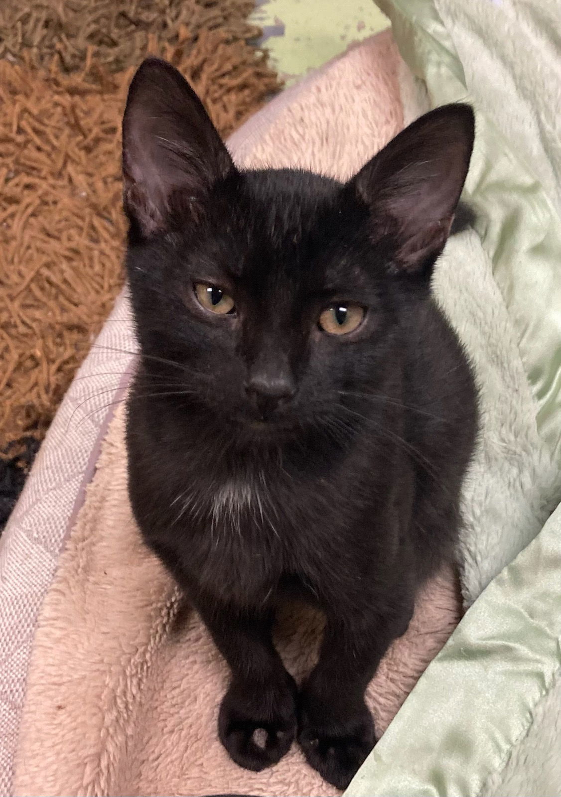 Ivan, an adoptable Domestic Short Hair in Jackson, MS, 39213 | Photo Image 1