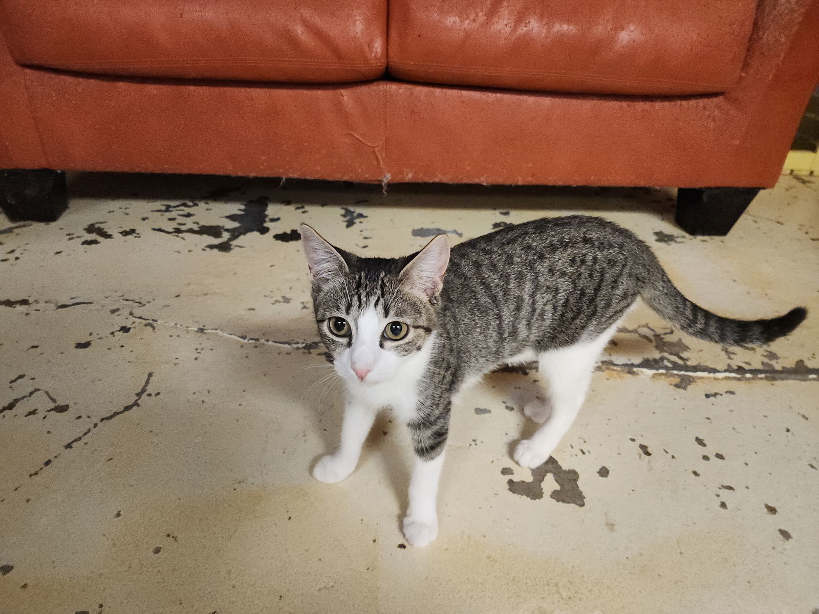 Eliza, an adoptable Domestic Short Hair in Jackson, MS, 39213 | Photo Image 1