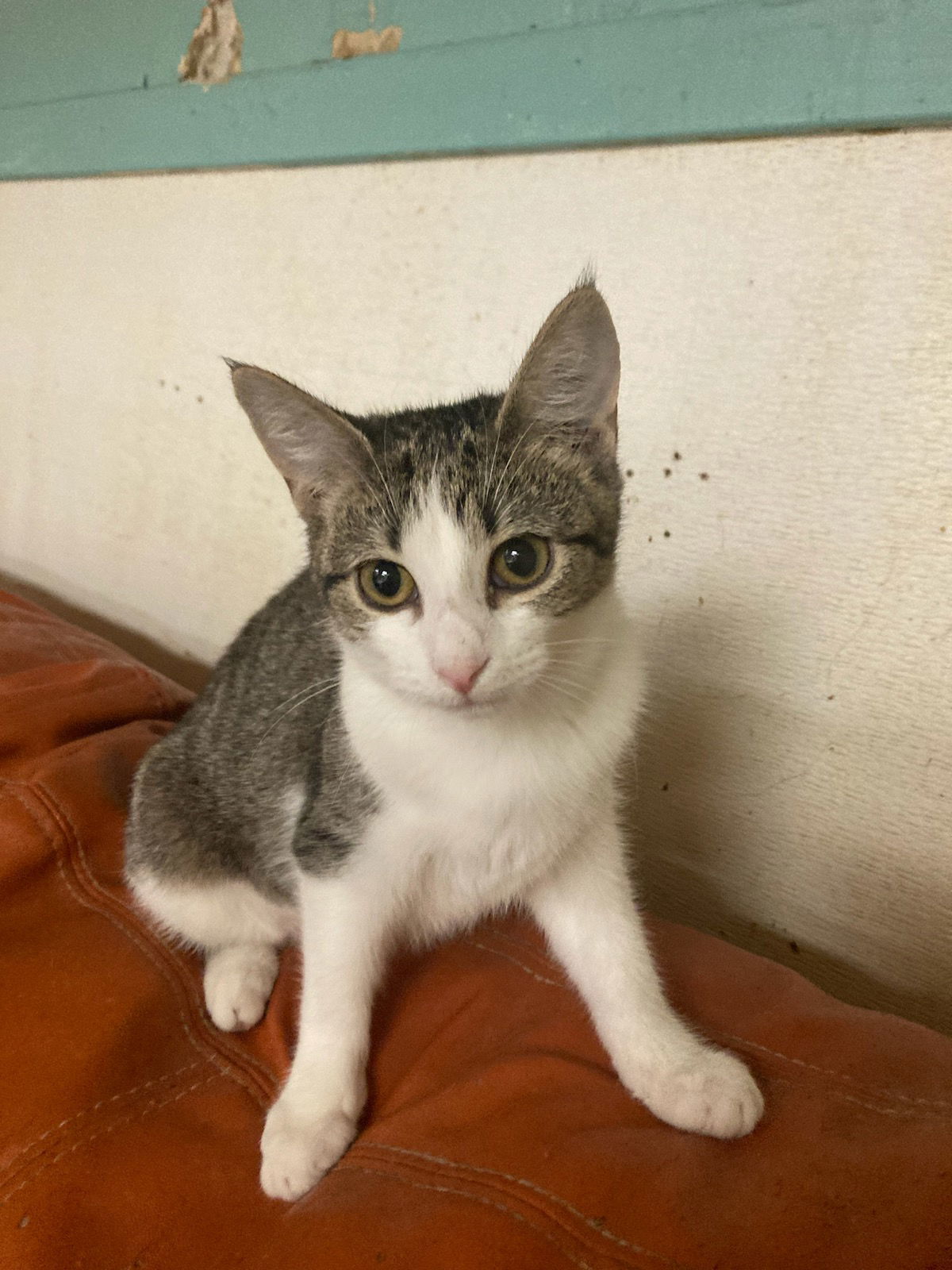 Eliza, an adoptable Domestic Short Hair in Jackson, MS, 39213 | Photo Image 2