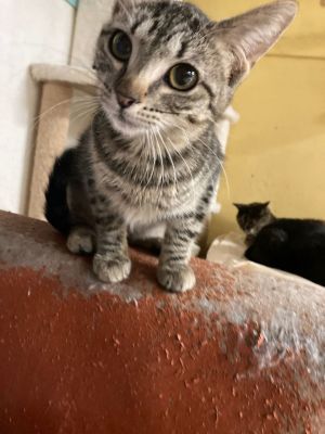 Adelita, Young Female unknown