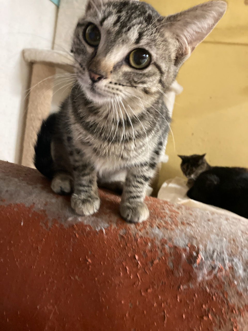 Adelita, an adoptable Domestic Short Hair in Jackson, MS, 39213 | Photo Image 1