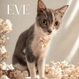 Eve